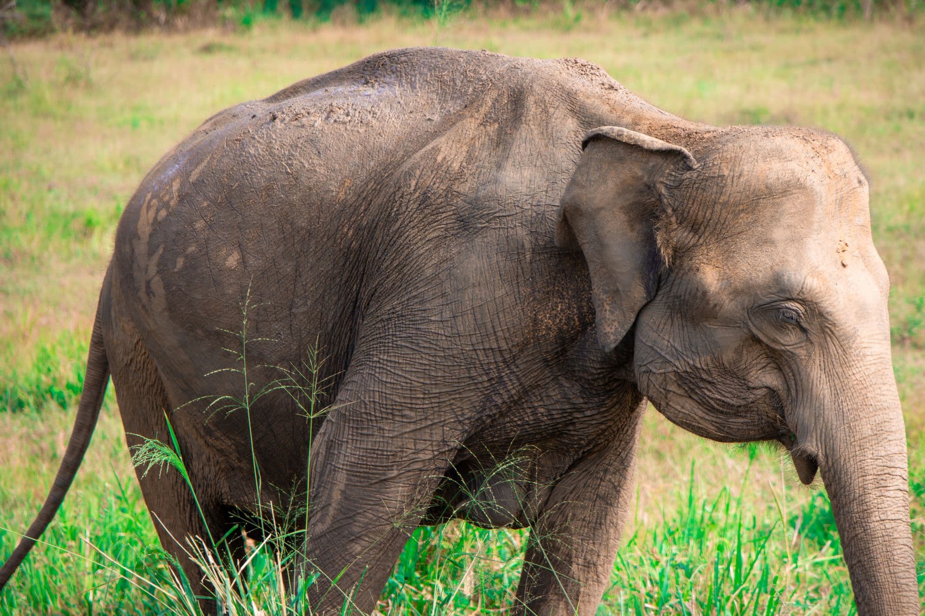 A wild elephant grazing in the dry-zone grass near Habarana