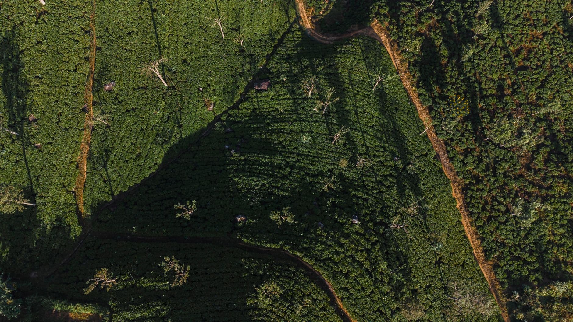 Tea fields dropping away below the Haputale ridge