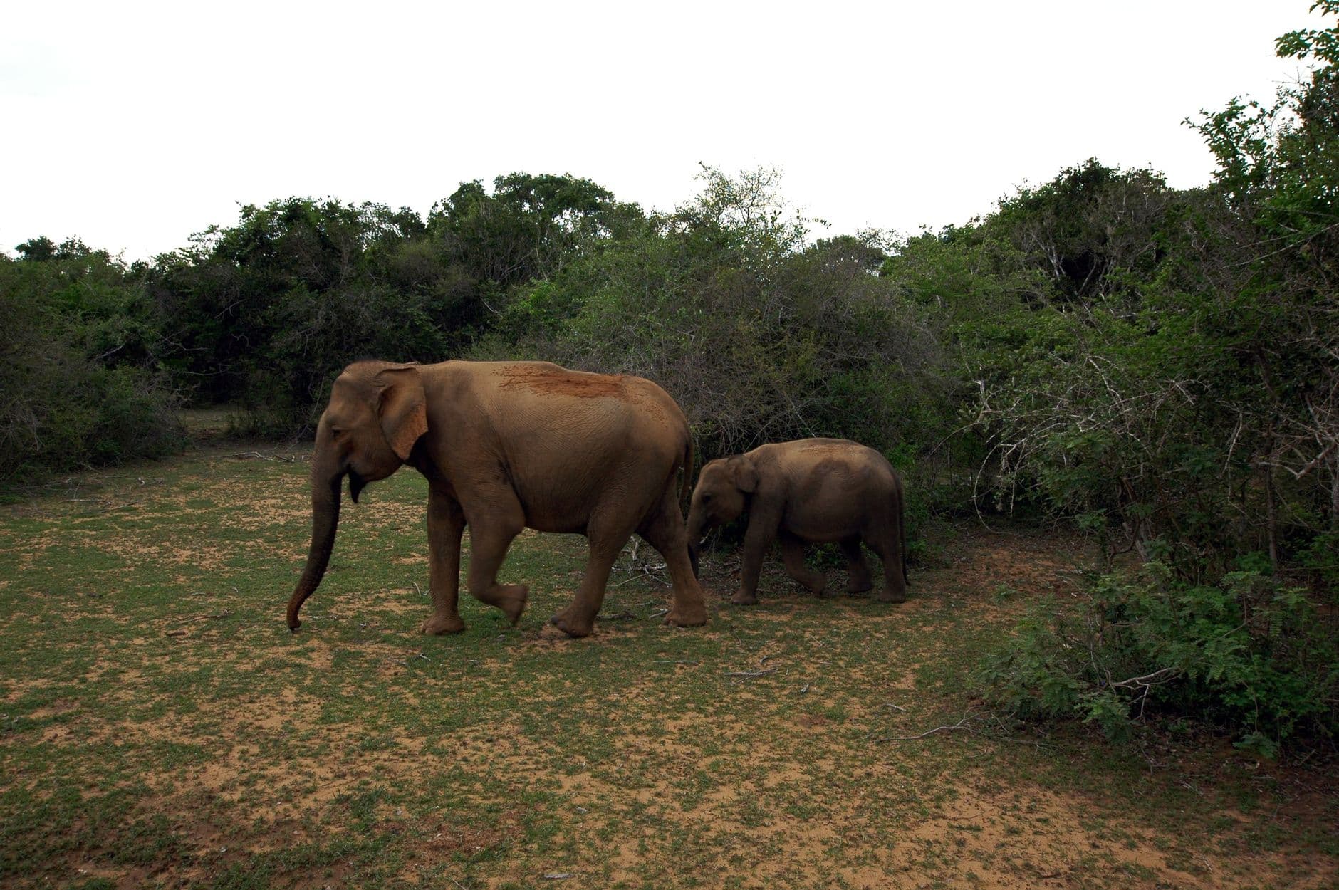 Elephants in Udawalawe on a family Sri Lanka itinerary