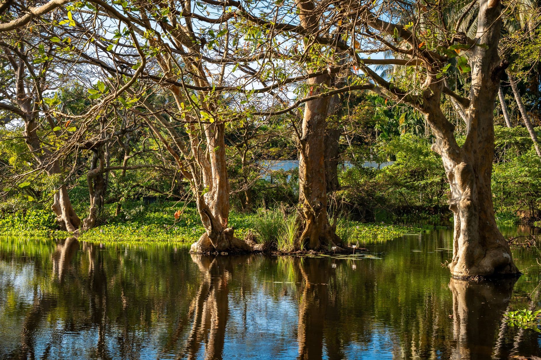 A forest-fringed villu lake in Wilpattu National Park
