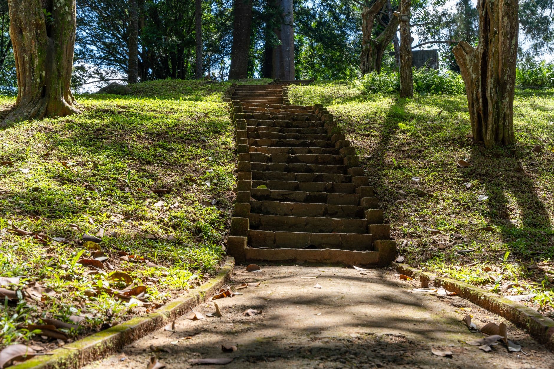Stone steps climbing through forest on the pilgrim trail