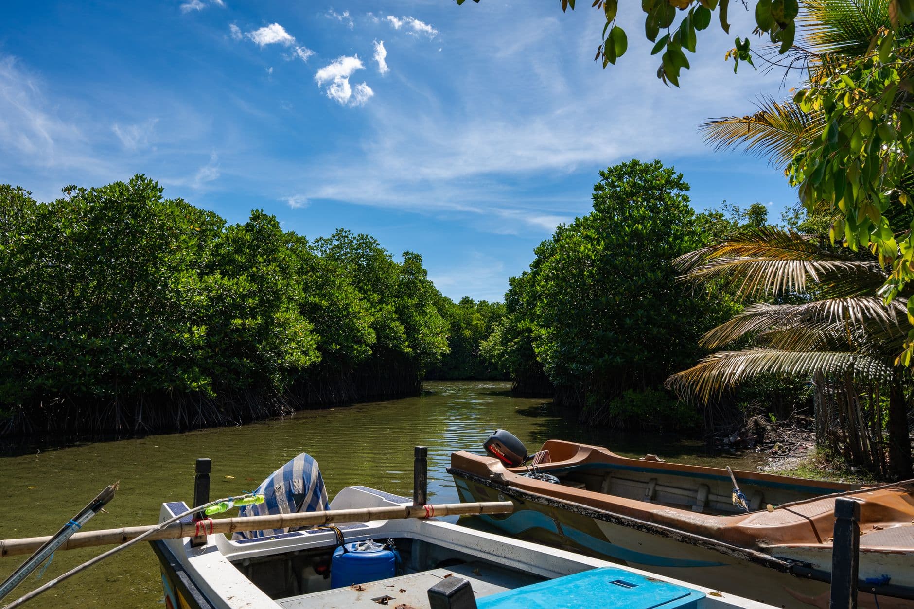 A boat gliding through the mangroves of the Bentota river