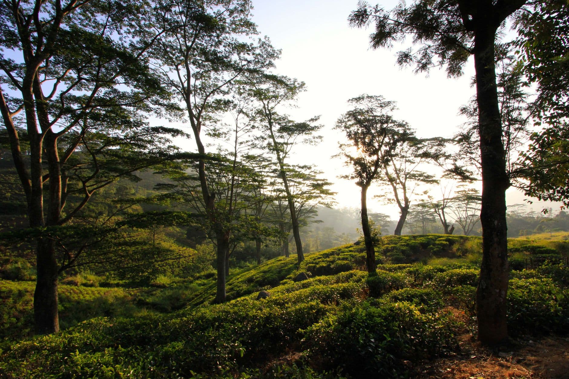Morning sun over the tea country below Haputale