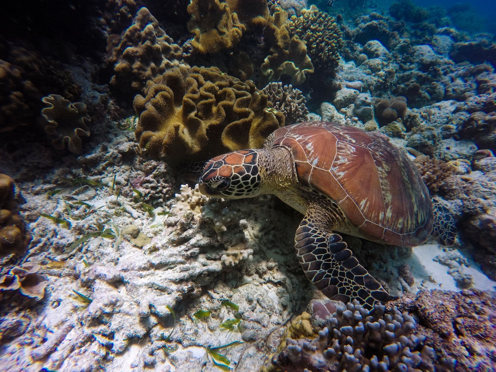 A green sea turtle cruising the Hikkaduwa reef