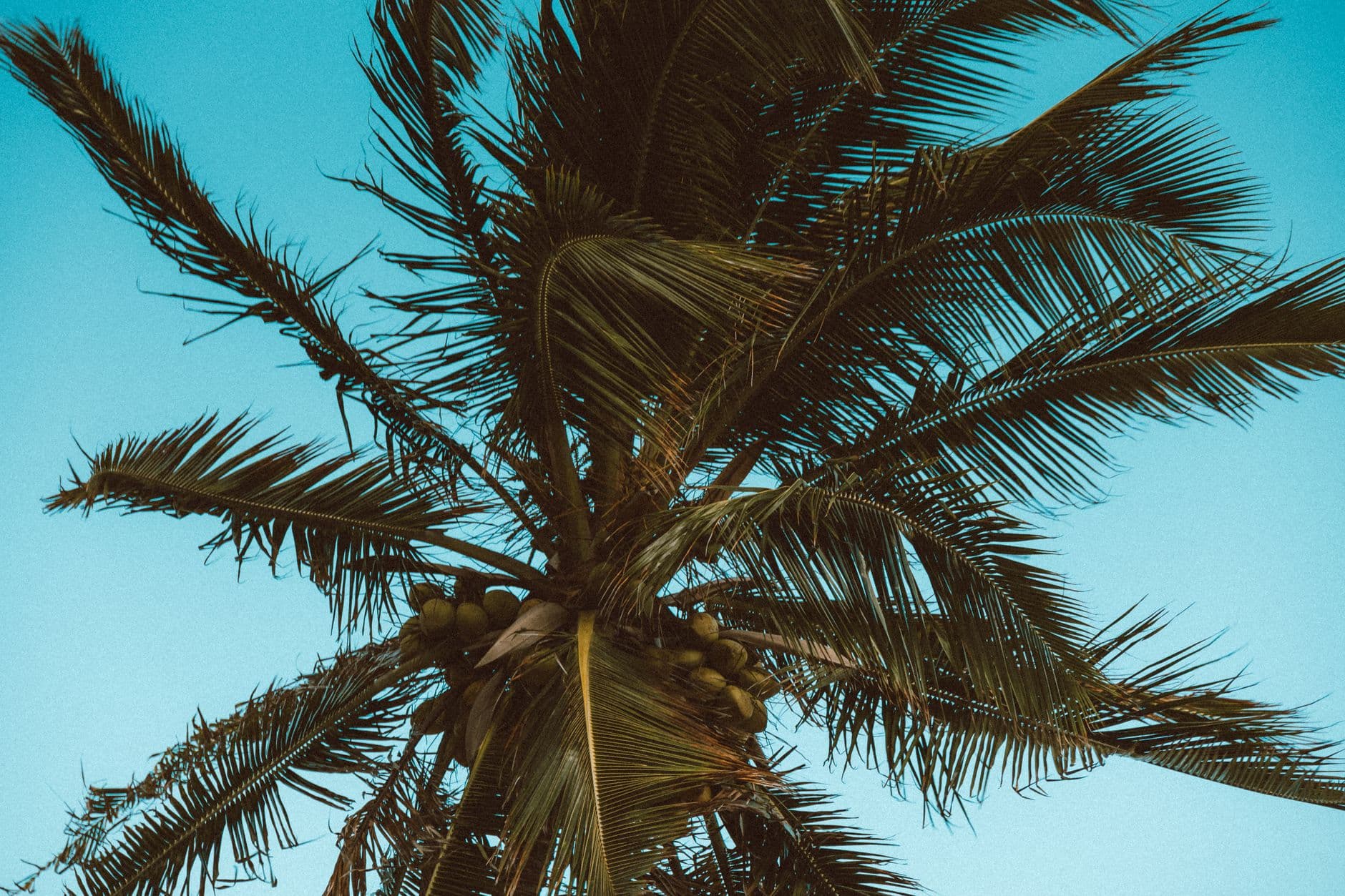 Coconut palms leaning over the edge of the bay