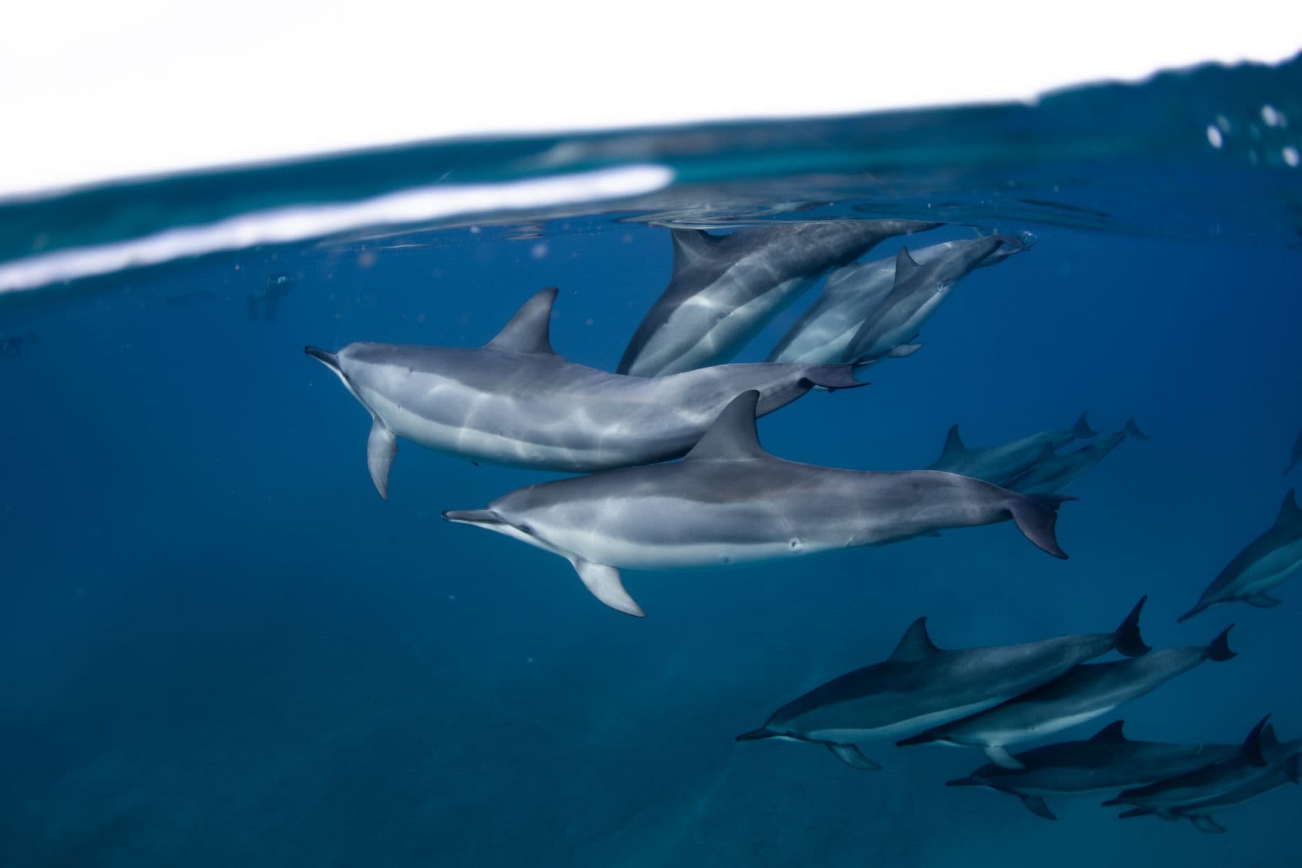 A pod of spinner dolphins off the Kalpitiya peninsula