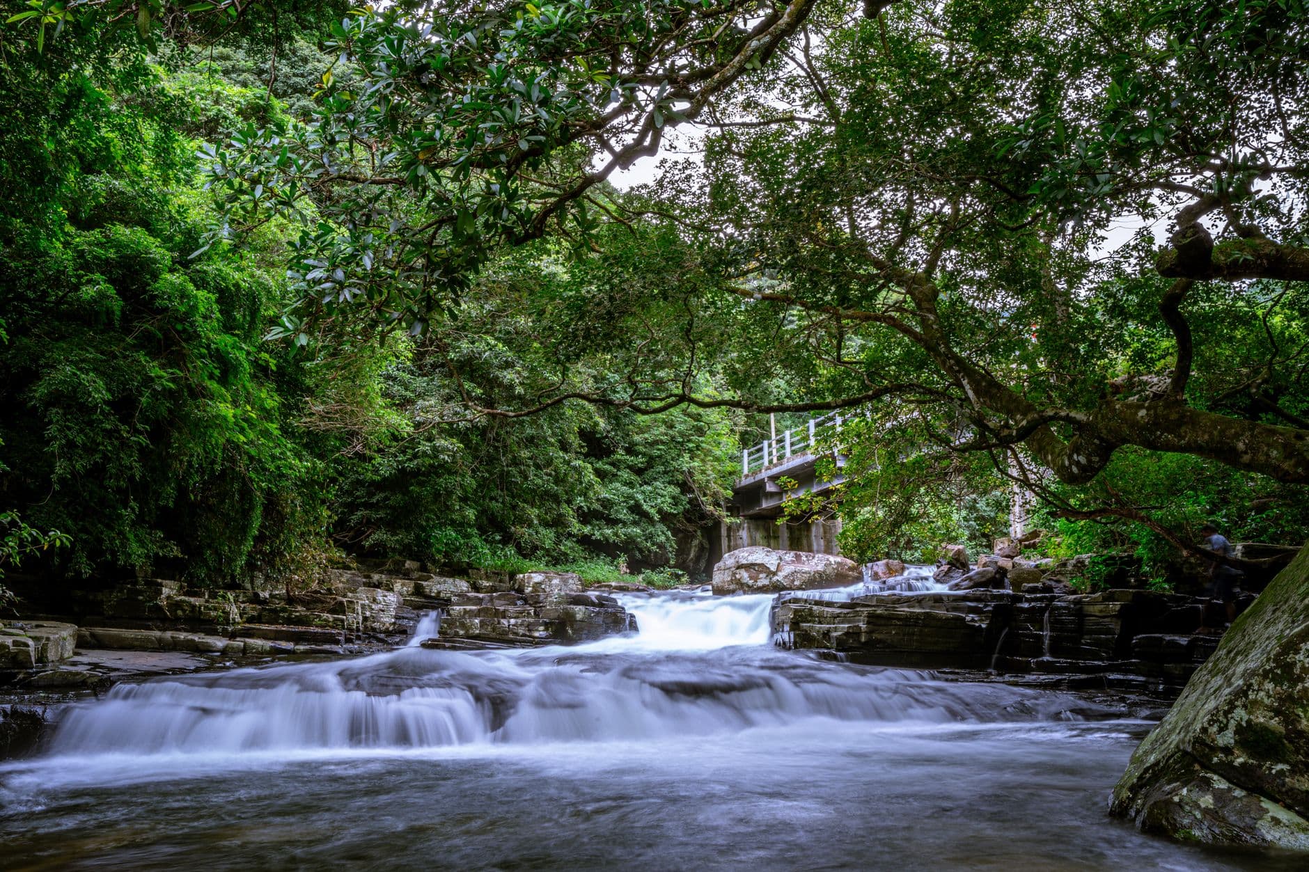 Rainforest crowding the banks of the Kelani River