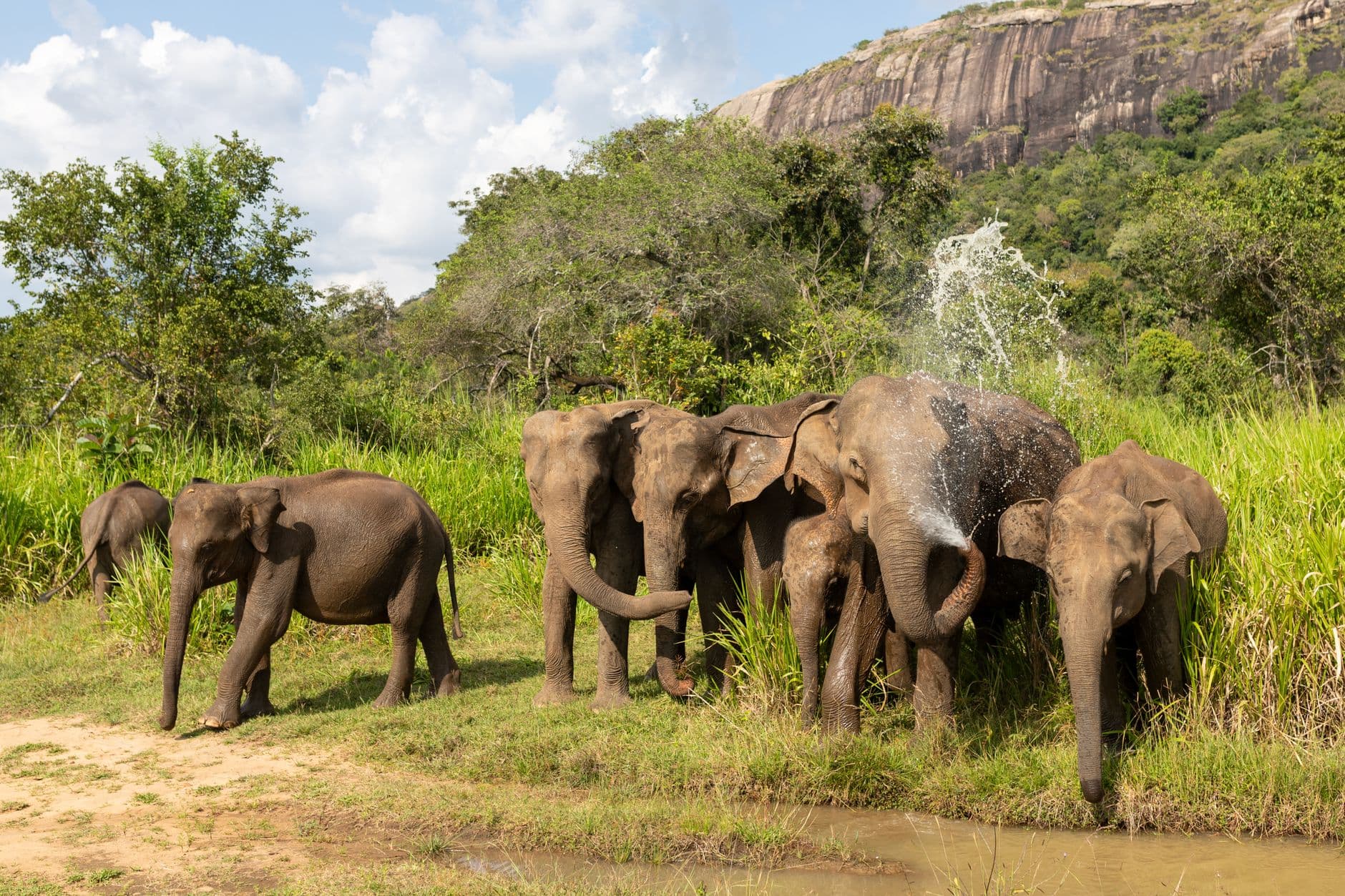 A herd splashing at the water's edge during The Gathering