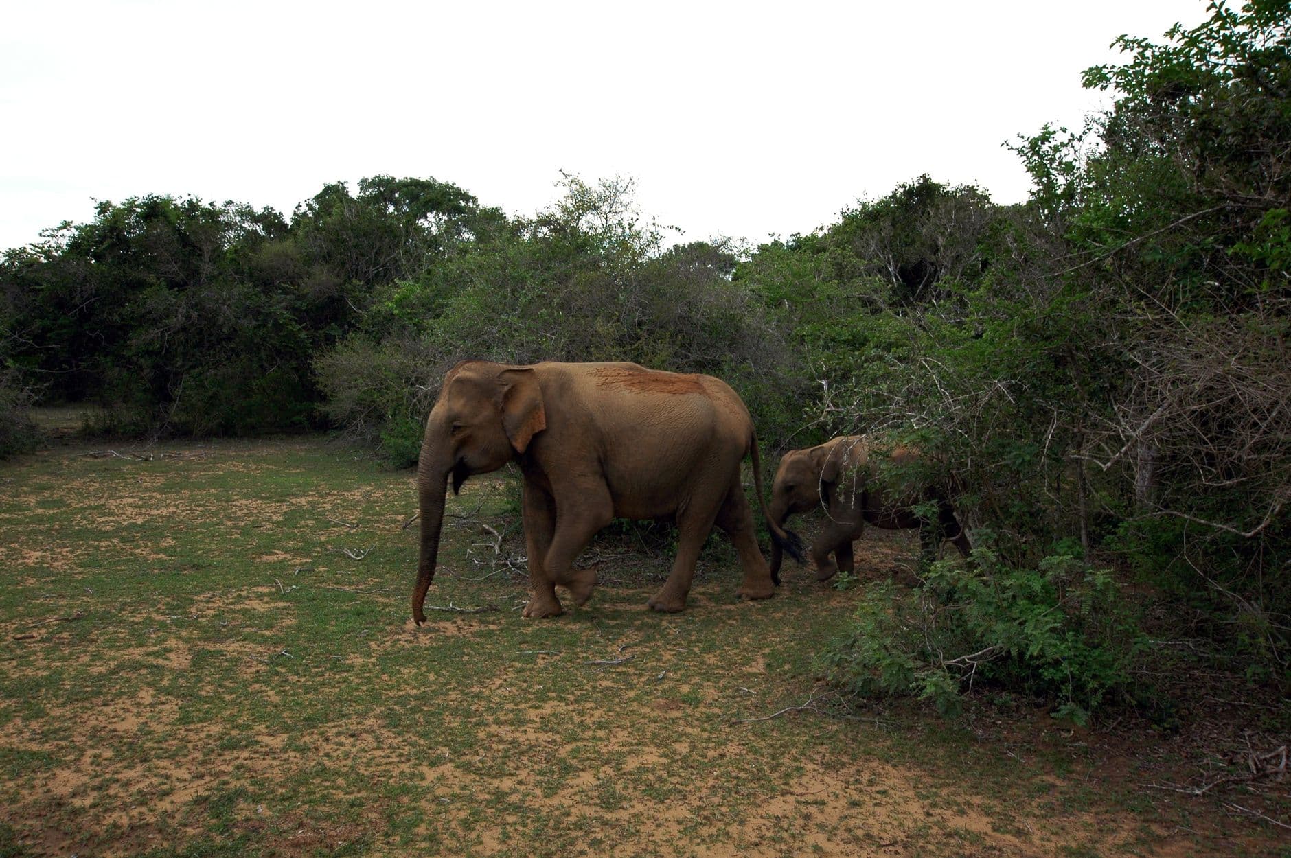 A mother and calf on the move in the dry-season grass