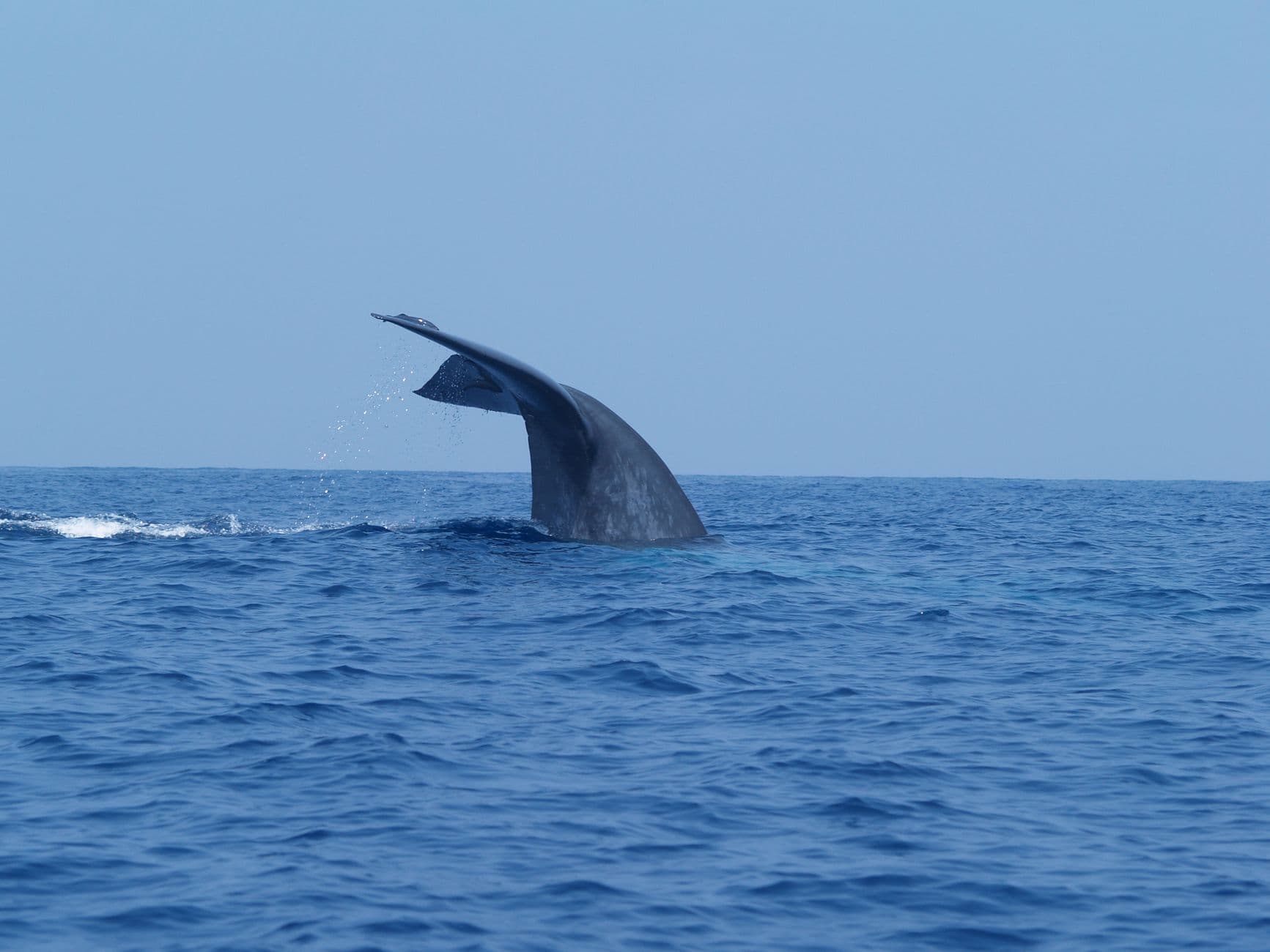 A blue whale surfacing off the Mirissa coast