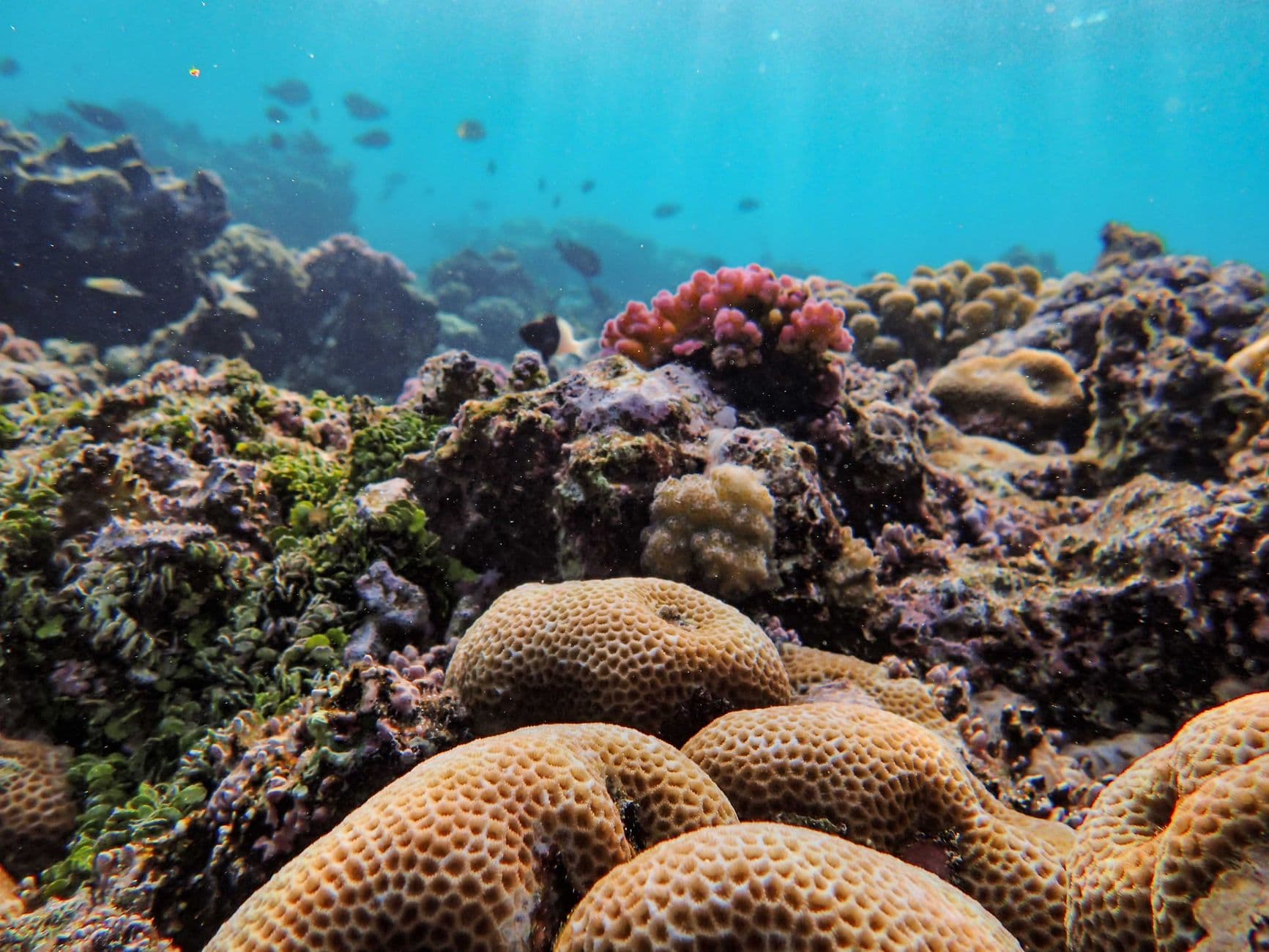 Snorkellers over the coral gardens of Pigeon Island