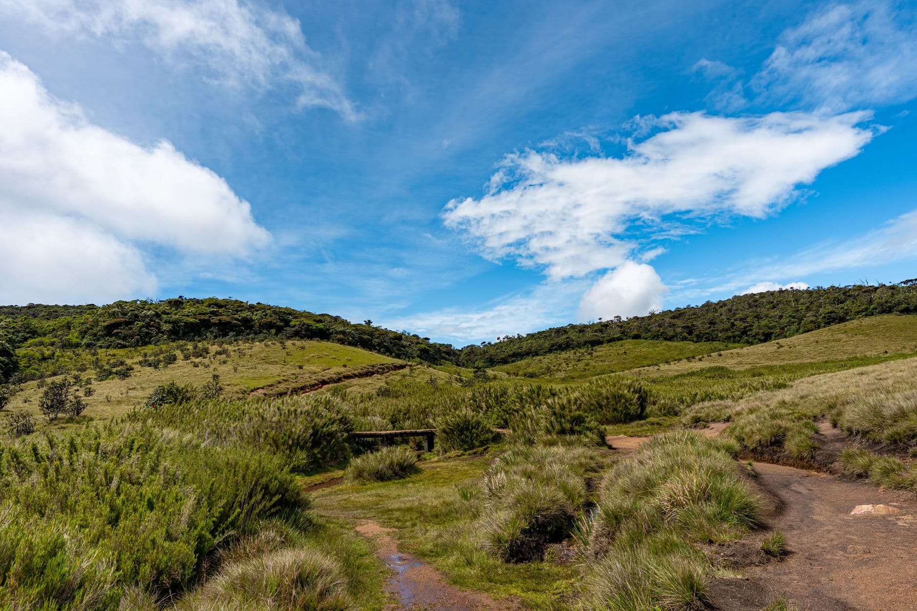 Open grasslands of Horton Plains National Park