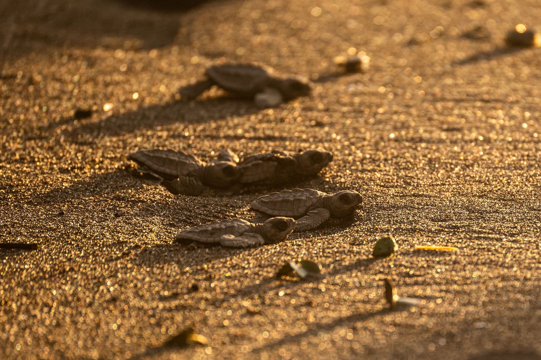 Turtle hatchlings scrambling for the surf at dawn