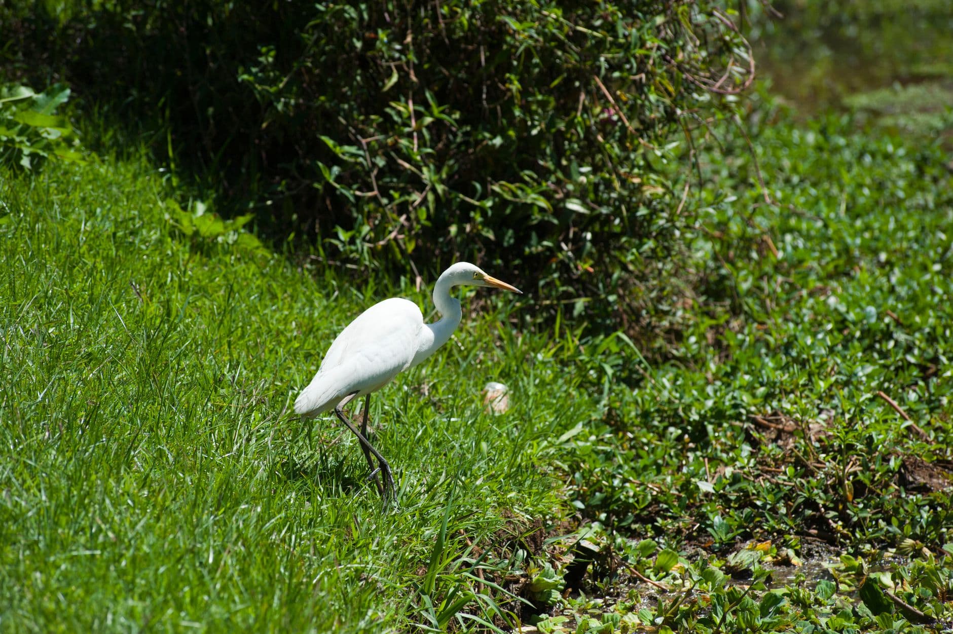 An egret hunting the wetland edge near Tissa Wewa