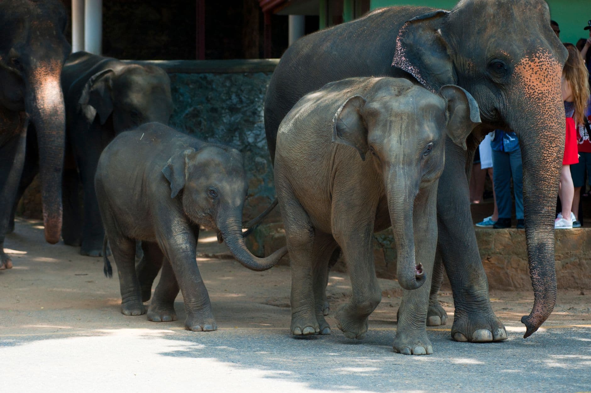 A young elephant walking with its herd