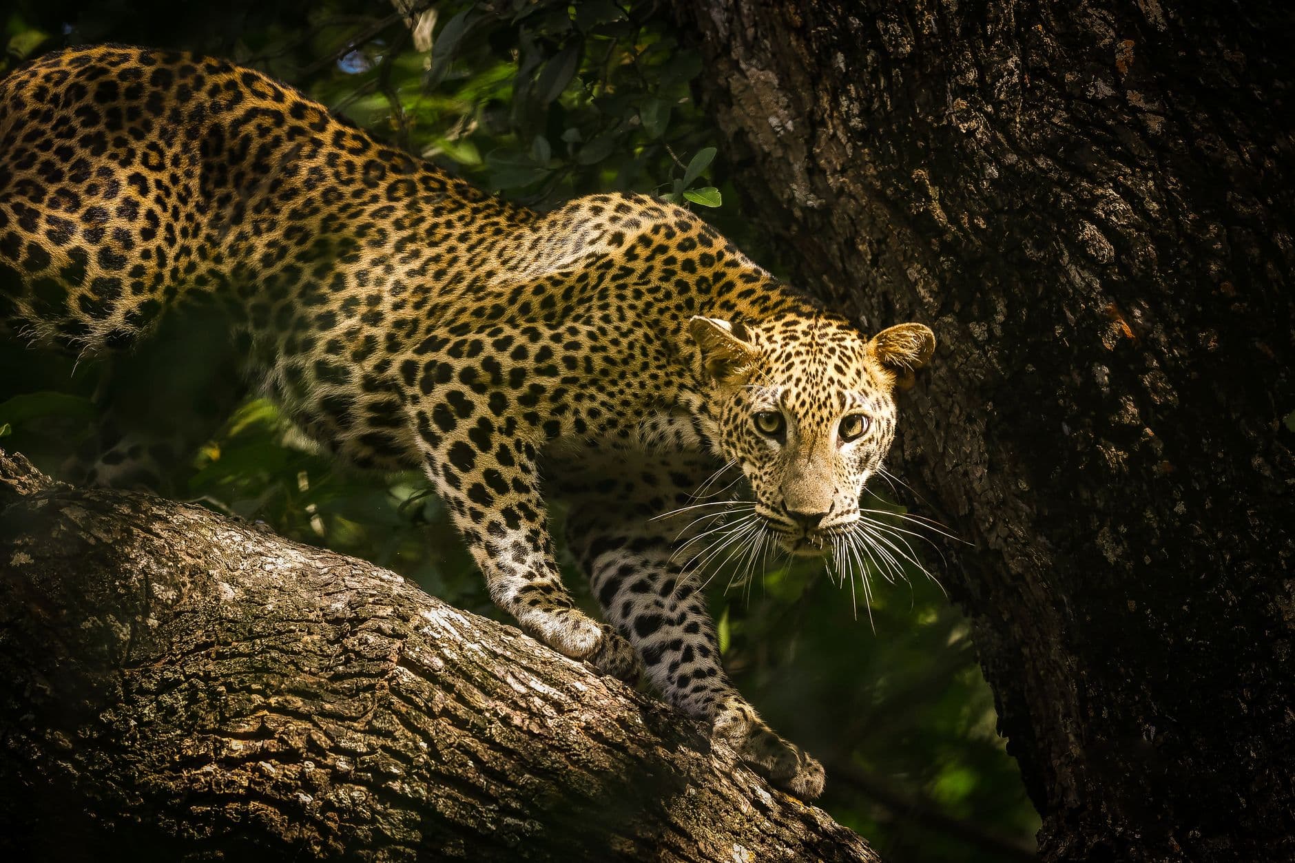 A Sri Lankan leopard prowling along a branch