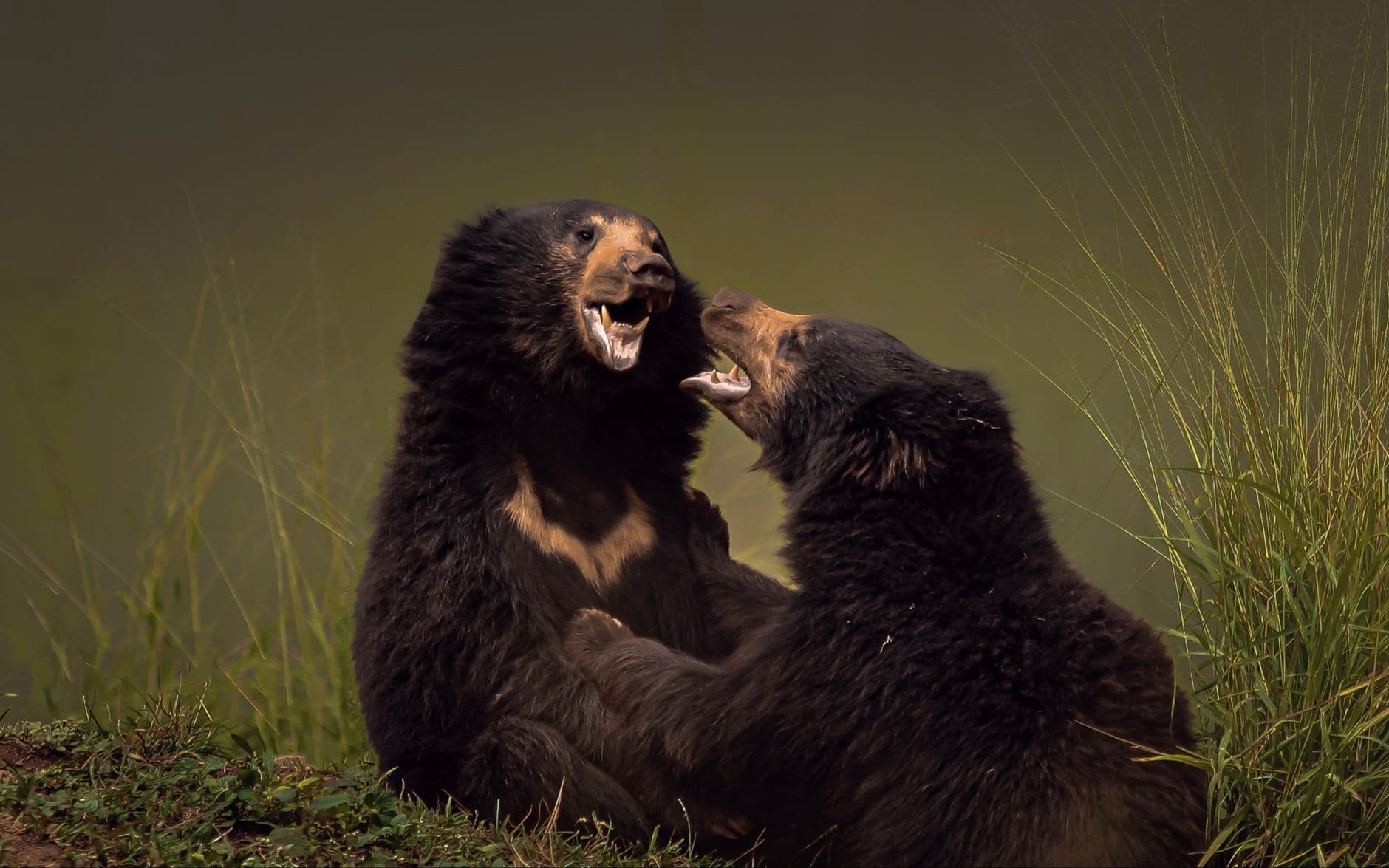 Sloth bears foraging in the dry-zone scrub