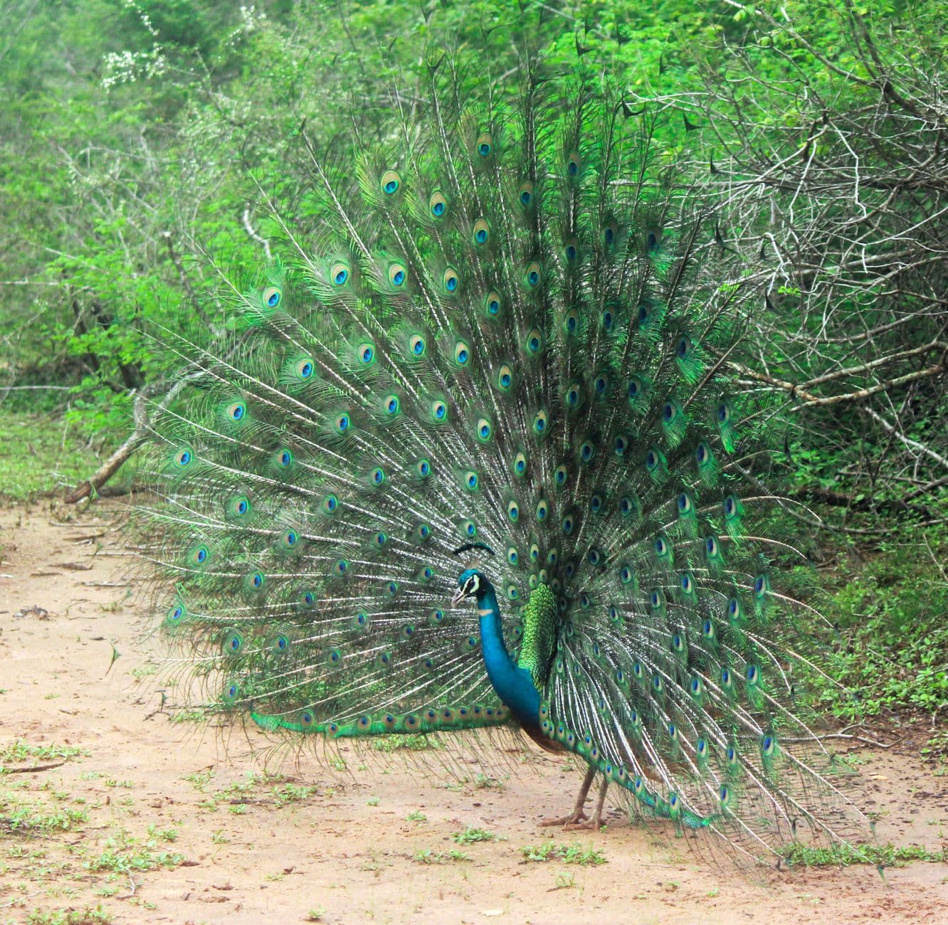 A peacock displaying in the dry-zone scrub