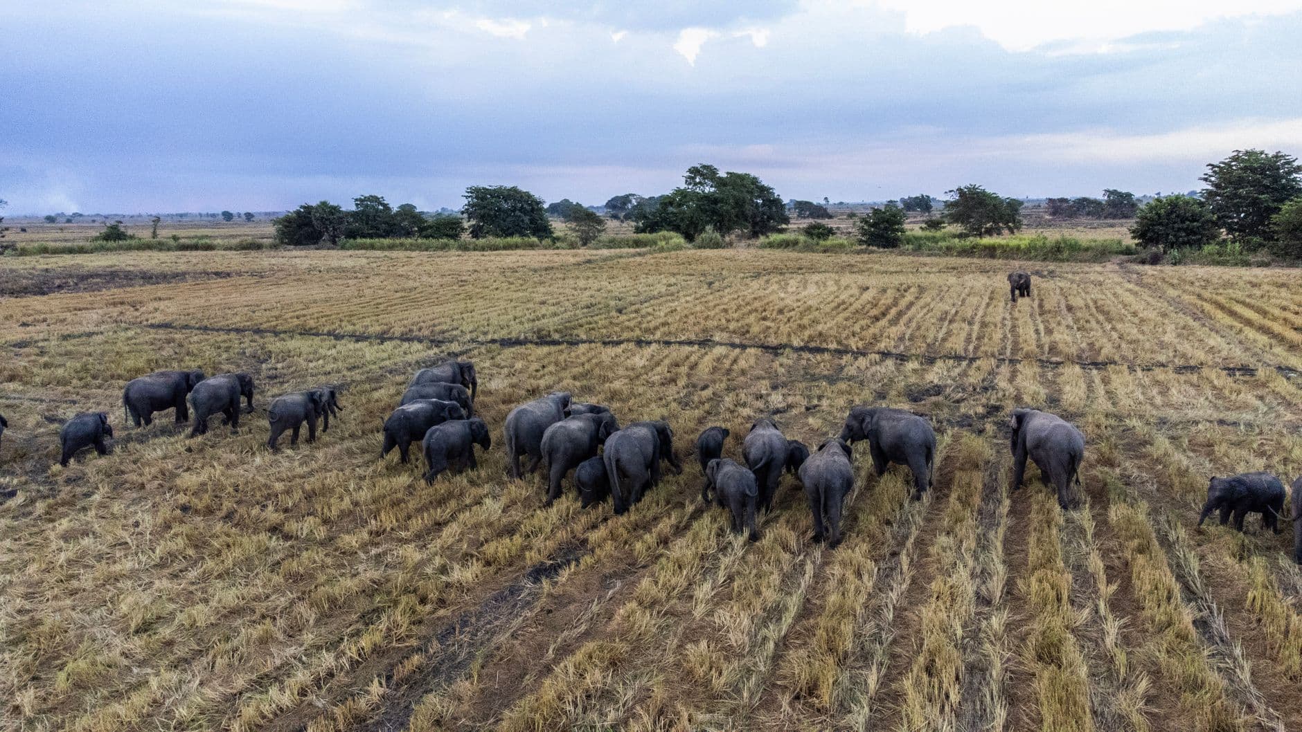 Wildlife and dry plains in July