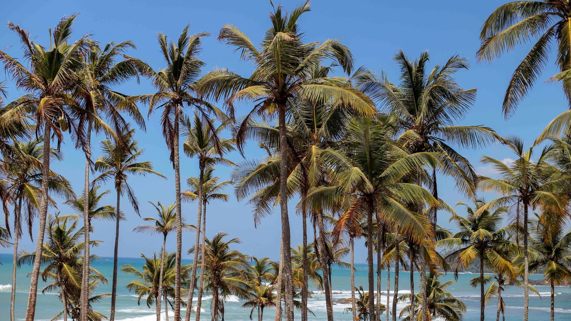 Crescent beach and headland at Mirissa